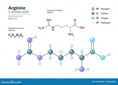 Arginine Arg C H N O Î Amino Acid Structural Chemical Formula and Molecule d Model Atoms