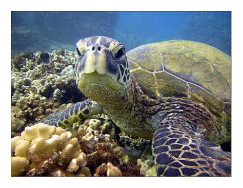Loggerhead Turtle (Caretta caretta) | Loggerhead sea turtle, Turtle, Sea turtle