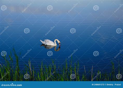 Lonely White Swan Swims In Lakebird Background Blue Water Stock Photo