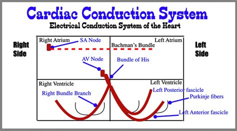 Ekg August 17 21