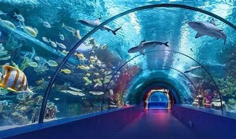 Transparent Glass Tunnel Fish Aquarium At Rs 8000square Feet In