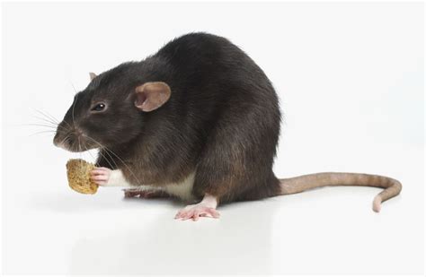 Pet Rat Diet Feeding Rats Rat Food