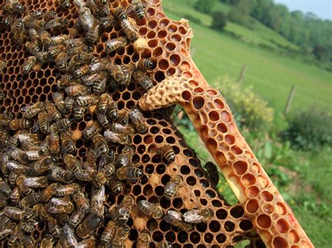 Queen Bee Eggs | The Life of Bee
