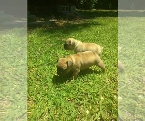 After researching her options, she decided to start a new breed. View Ad: French Bulldog Puppy for Sale near South Carolina ...