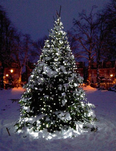 Led Outdoor Tree Lights Will Give A Remarkable Look To Your Location