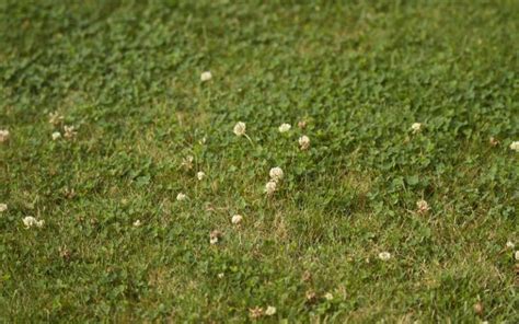 Lawn Weeds That Look Like Clover 4 Types