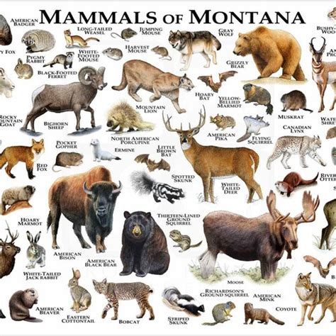Mammals Of Arizona Poster Print Arizona Mammals Field Guide Etsy