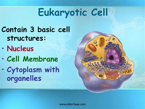 Basic Structure Of A Cell Presentation Biology