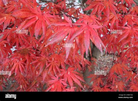 Acer Palmatum ‘red Emperor Japanese Maple Red Emperor Red Palmate
