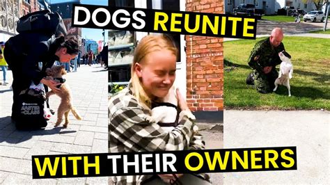 Heartwarming Dog Reunions With Their Owners Top 19 Youtube