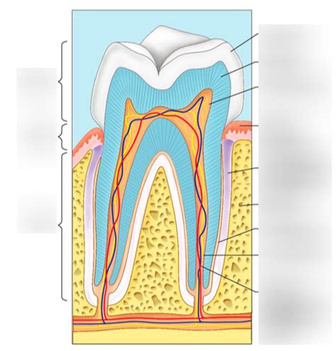 Anatomy Tooth Diagram Diagram Quizlet