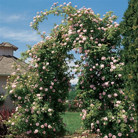 Cécile Brunner Climbing Rose Climbing Roses Outdoor Flowers Growing