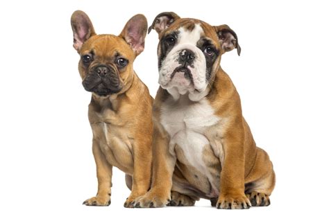 French Bulldog Vs English Bulldog Whats The Difference