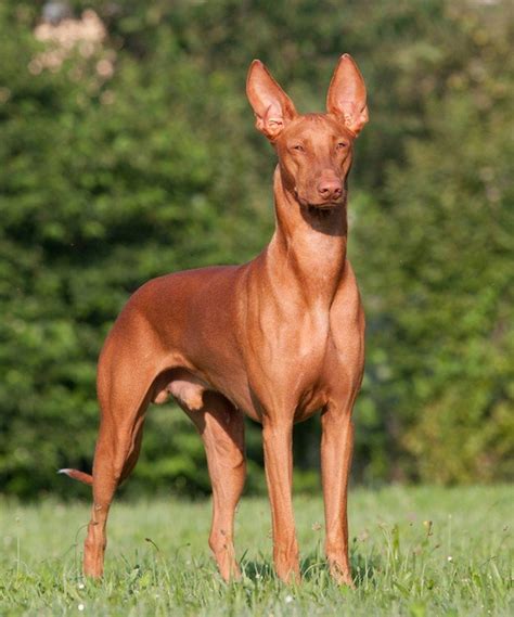 Breed Of The Week Pharaoh Hound Paws Playgrounds