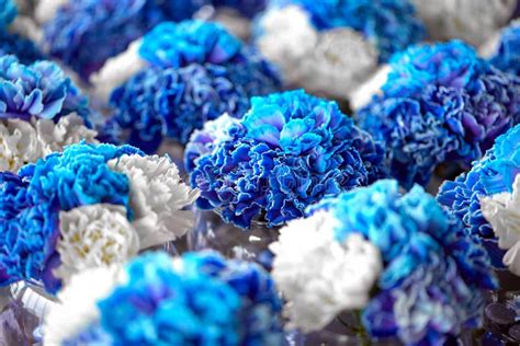 White And Blue Carnations Background Of Flowers Flowers Beauty