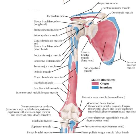 Human Anatomy And Physiology Muscle Anatomy Shoulder Anatomy