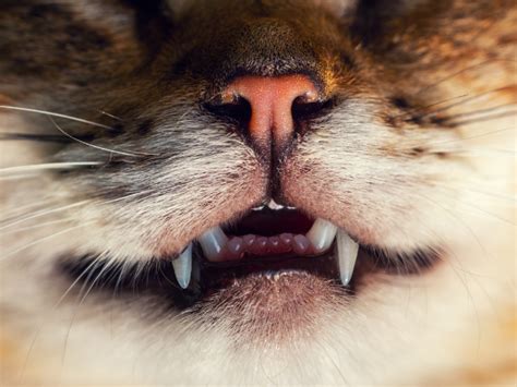 Do Cats Lose Their Teeth All You Need To Know About Teething In Cats