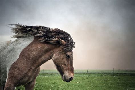 Icelandic Horse In The Volcanic Ash By Skarpi Skarpiis Via