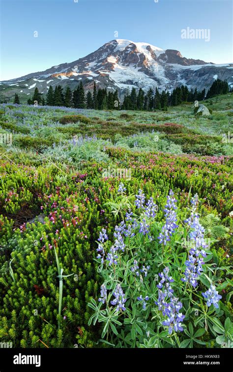 Mount Rainier And Subalpine Wildflower Meadow Paradise Mount Rainier