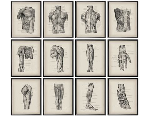 Anatomical Print Vintage Anatomy Poster Muscular System Etsy Uk