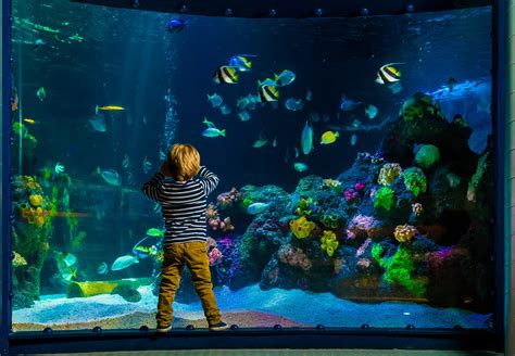 Sealife Berlin Aquadom And Sea Life Berlin 2019 All You Need To Know