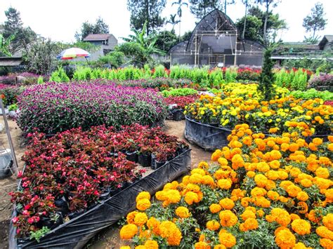 Wisata Taman Bunga Di Bandung Shintas Notes