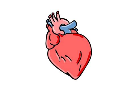 Human Heart Cartoon Cartoon Heart Human Heart Anatomy