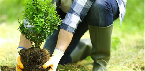 Caring For Newly Planted Trees And Shrubs Salisbury Landscaping