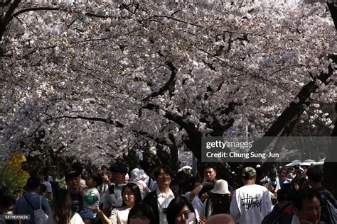 People Walk Beneath Cherry Blossoms At The Yeouidos Yunjung Ro News