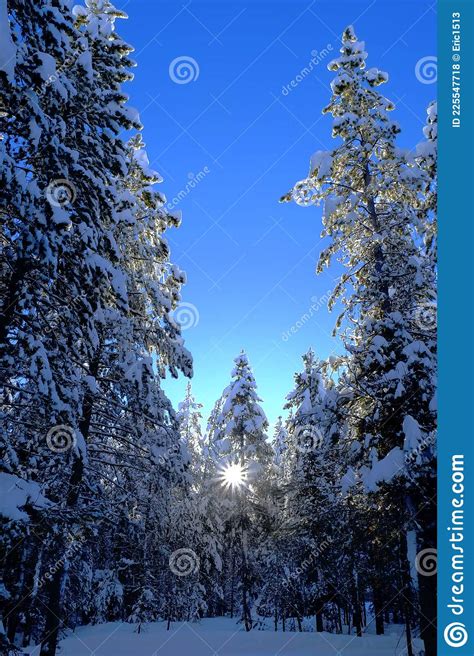 Winter Forest Snowy Pine Trees With Sunshine Blue Sky Stock Photo