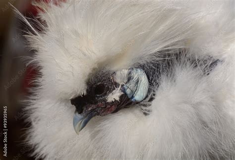Portrait Of Showgirl Rooster Mixed Breed Of Silkie And Naked Neck