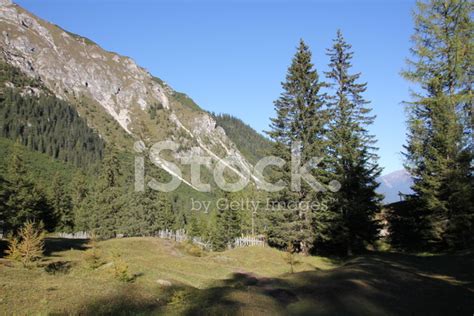 Forest Spruce And Larch Trees In The Alpine Mountains