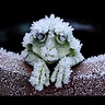 In winter, the Alaskan Tree Frog freezes. It stops breathing & its ...