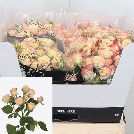 Rose Spray Candelicious Cm Wholesale Dutch Flowers Florist
