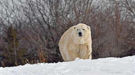 Male Polar Bear Kills Female Polar Bear At Detroit Zoo Nbc New York