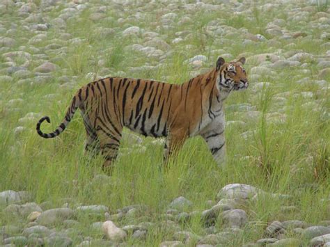 Tigers Relocation At Rajaji Reserve After Monsoon The Tribune India