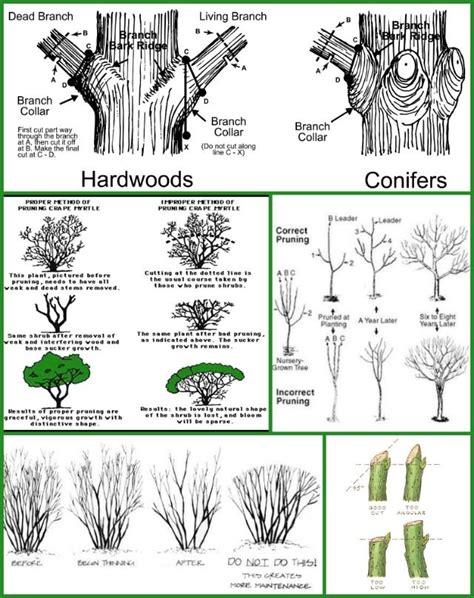 Tree And Shrub Pruning Guide Fairview Greenhouses And Garden Center