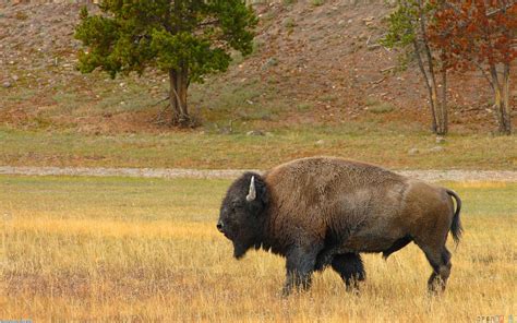 Native American Buffalo Wallpapers Top Free Native American Buffalo