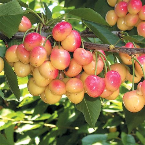 Royal Ann Cherry Tree Up To 50 Pounds Of Sweet Blonde Cherries In A Online Orchards