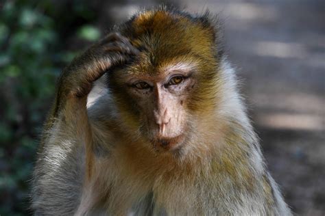 Kumpulan Hewan Hewan Lucu & Unik: Binatang Monyet Lucu