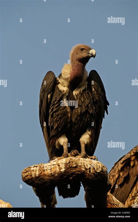 Indian White Rumped Vultures Gyps Bengalensis Stock Photo Alamy