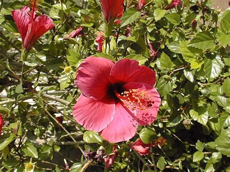 Tropical Hibiscus Hibiscus Rosa Sinensis