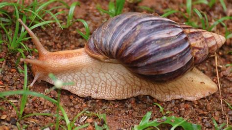 Nutritional And Health Benefits You Can Get From Eating Snails