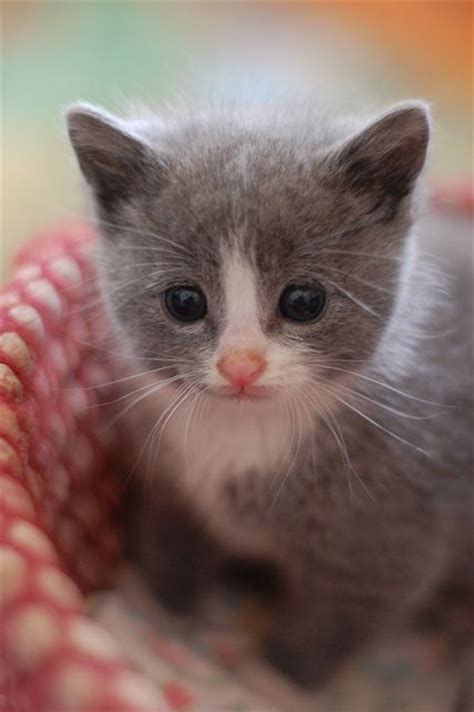 Tiny Cute Little Kittens 14 Cutest Kitten Ever Pics Thatll Make You