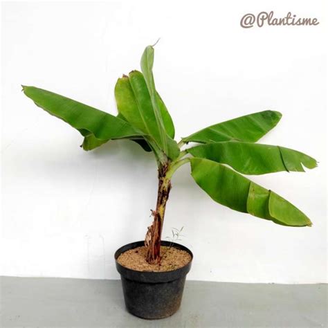 Promo Brazilian Dwarf Bananas Pohon Pisang Brazil Mini Bonsai