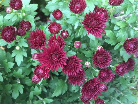 garden mum chrysanthemum x morifolium kathleen™ dark red