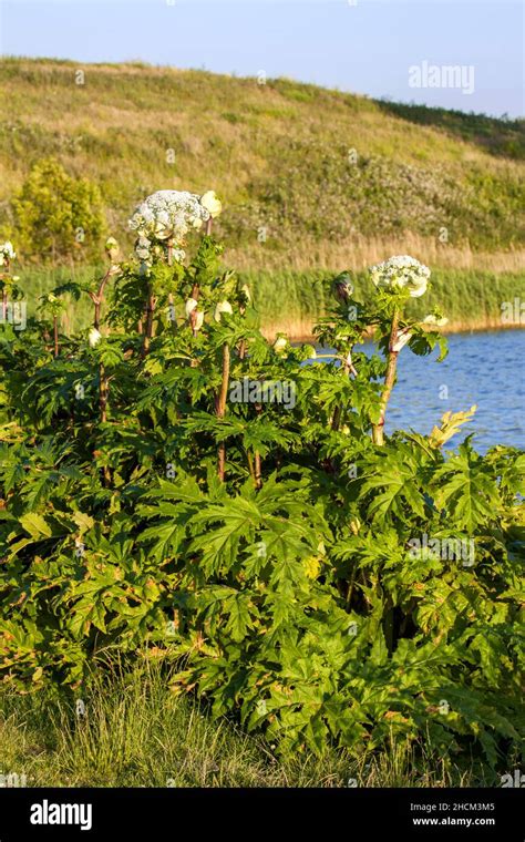 Flowering Giant Hogweed A Toxic Invasive Plant Stock Photo Alamy