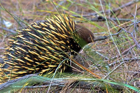 Short Beaked Echidna This Animal Is A Monotreme Or Egg