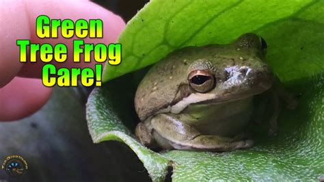 How To Take Care Of A Green Tree Frog YouTube