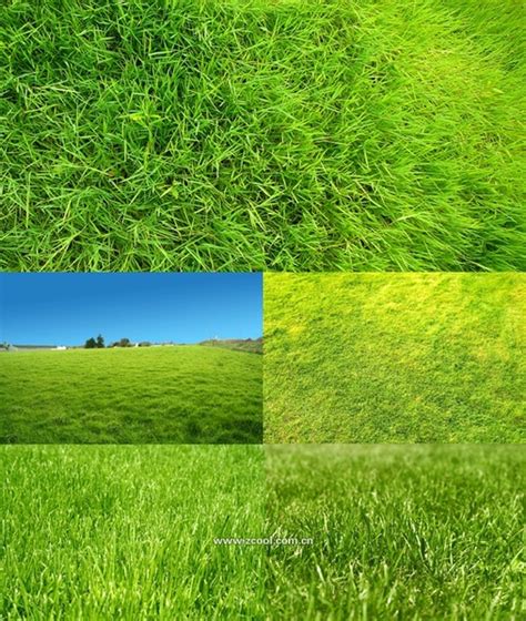 Green Grass Grass Closeup Highdefinition Picture 2 5p Free Stock Photos